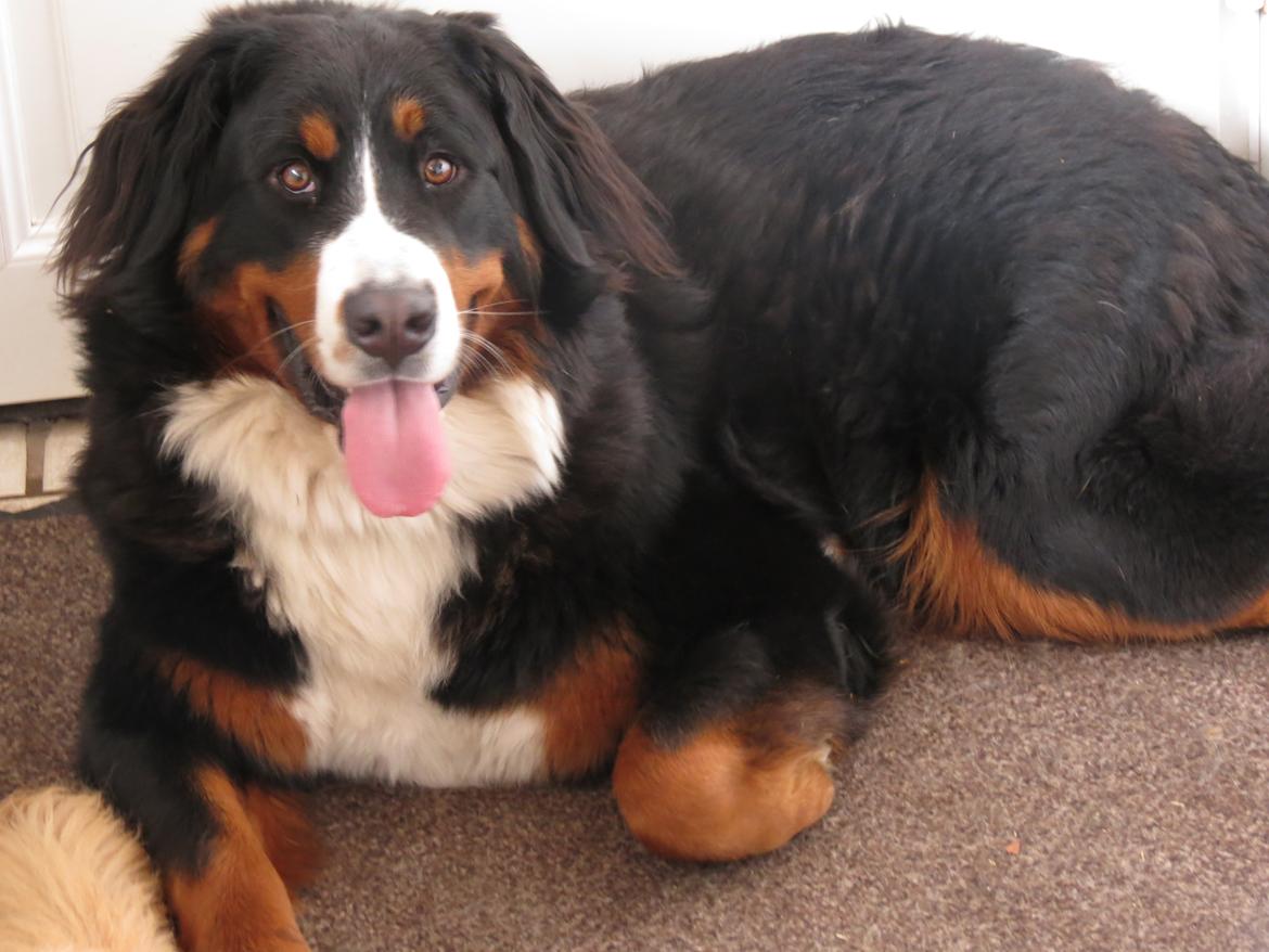 Berner sennenhund Nanna billede 19