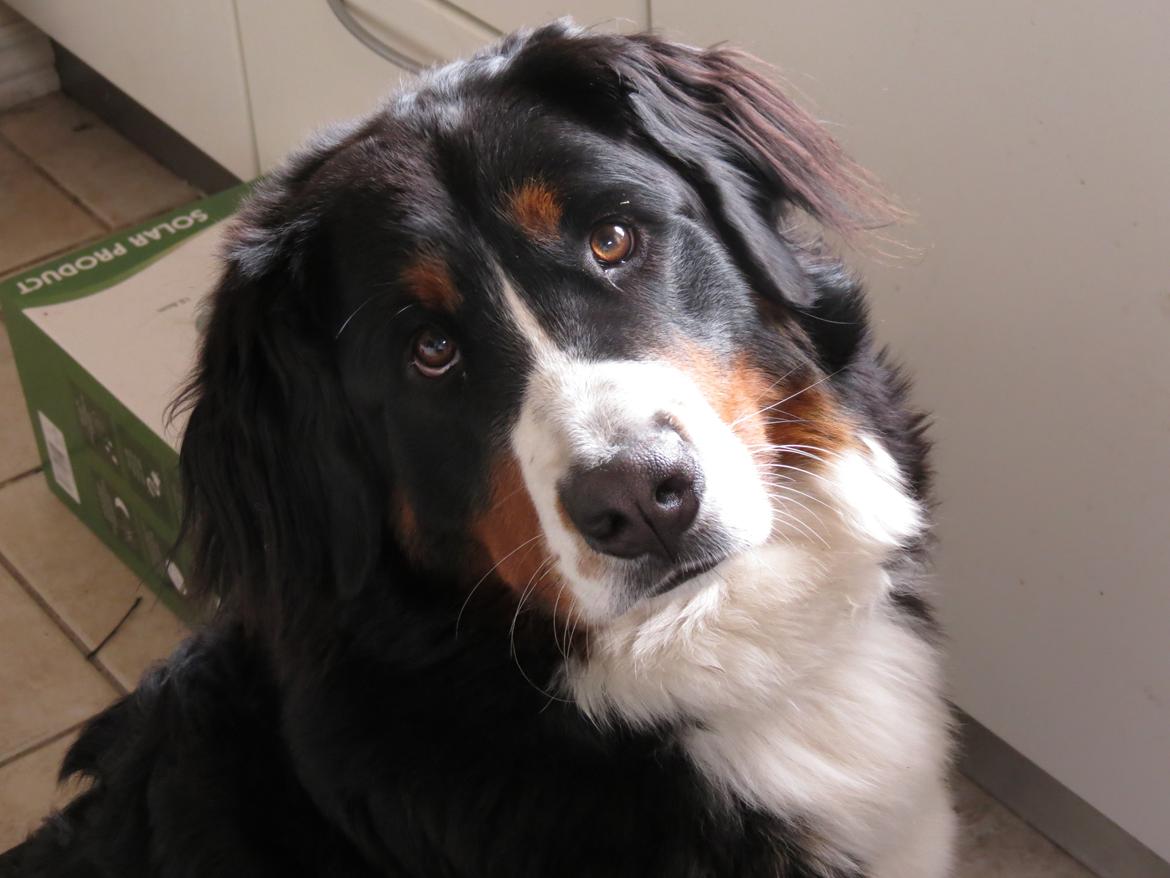 Berner sennenhund Nanna billede 20