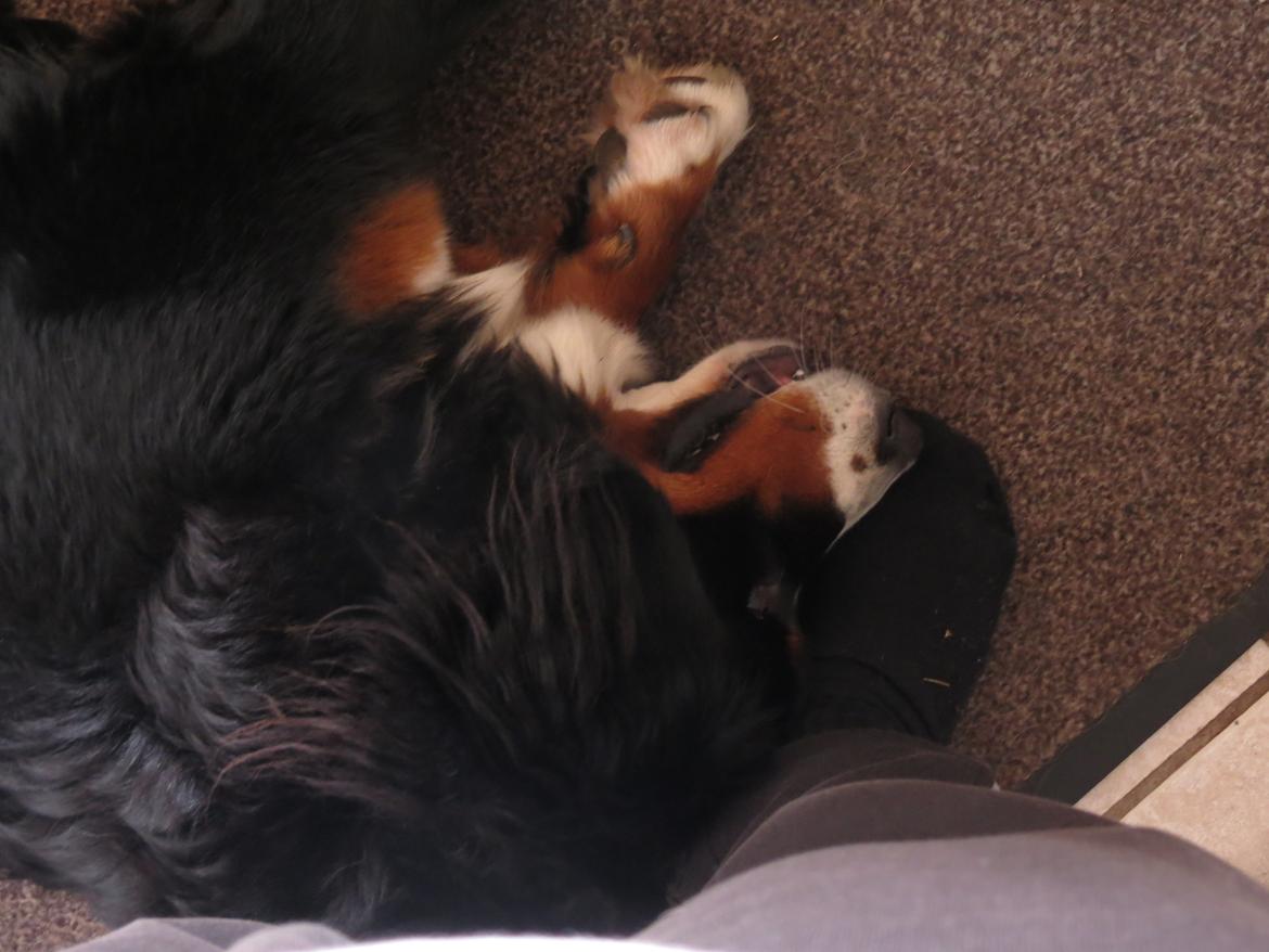 Berner sennenhund Nanna billede 21