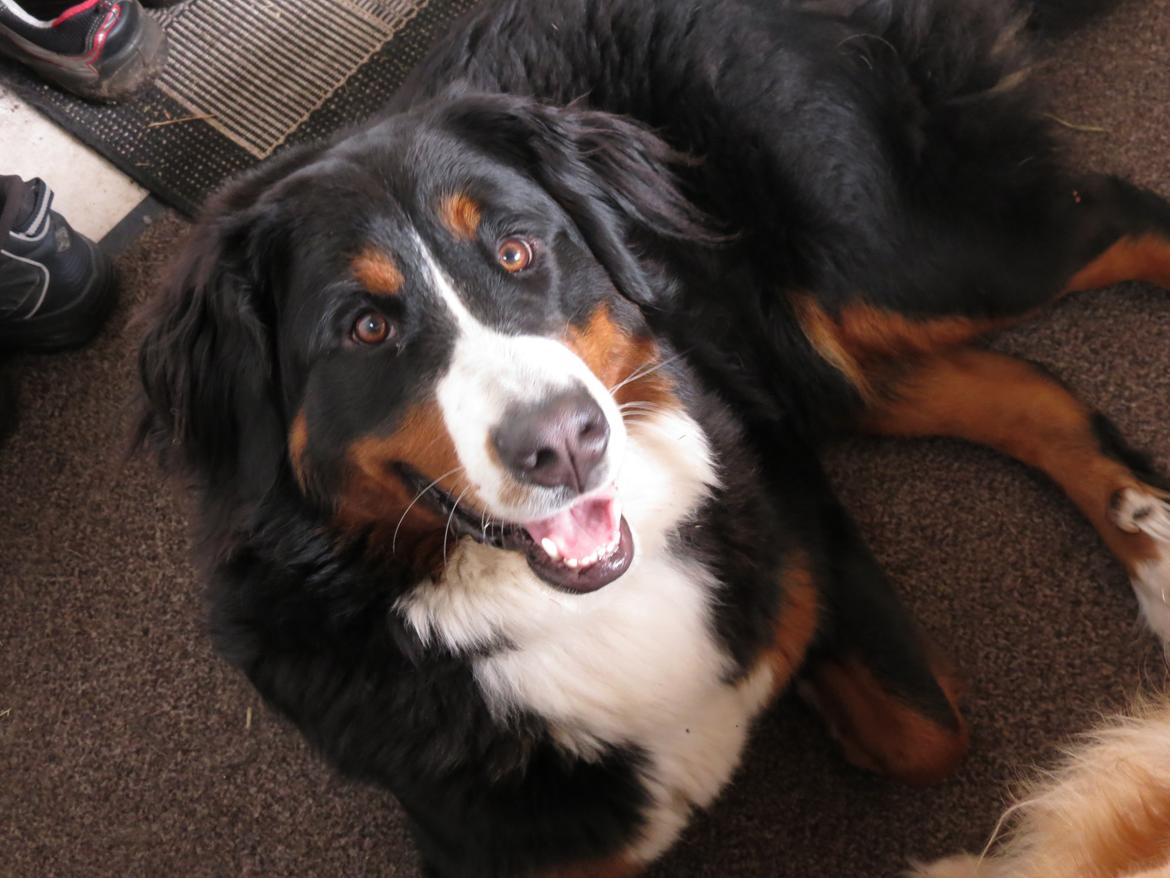 Berner sennenhund Nanna billede 22