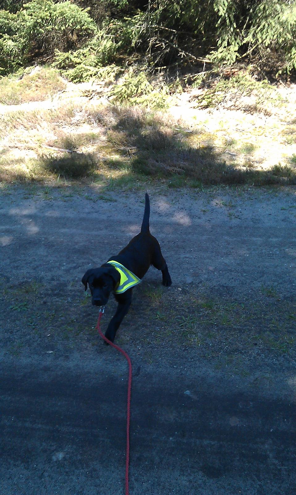 Labrador retriever Uffe billede 2