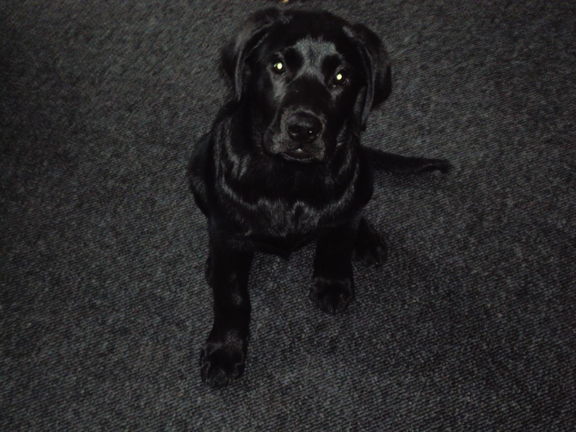 Labrador retriever Uffe billede 4