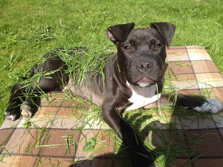 Staffordshire bull terrier Tyson solg t (min venindes) - Ved han nye ejer billede 1