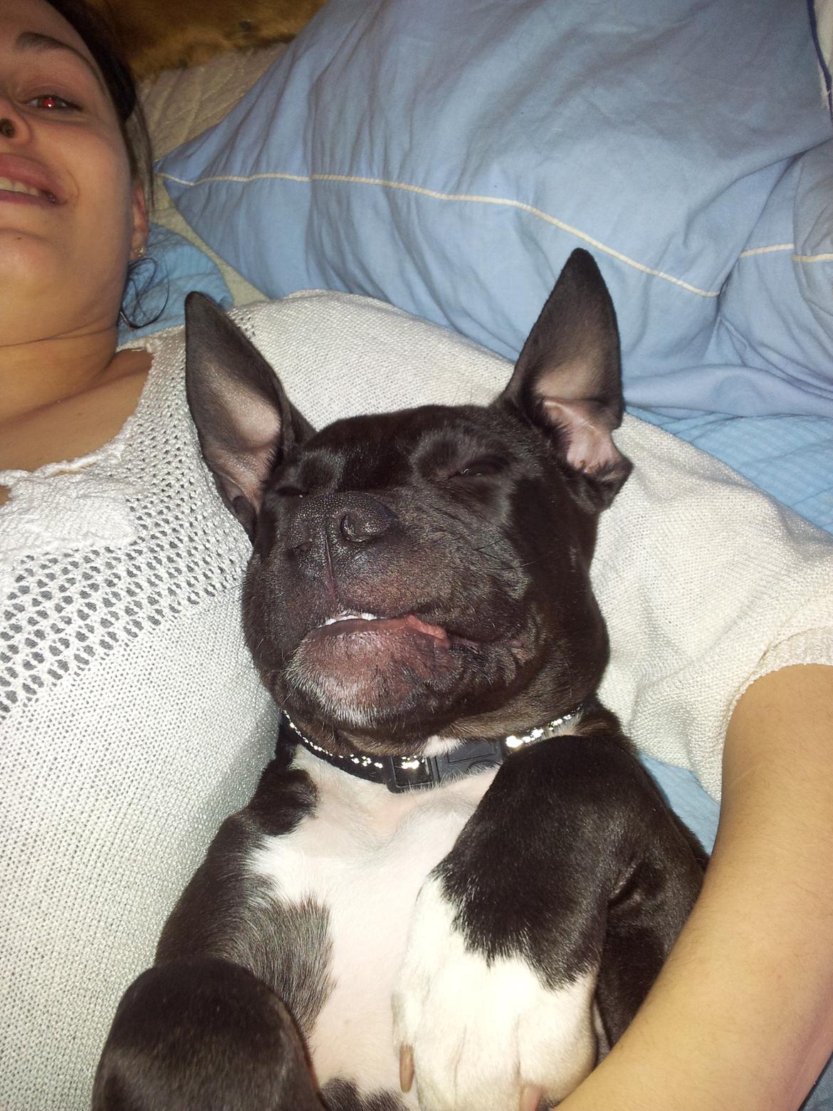 Staffordshire bull terrier Tyson solg t (min venindes) billede 2