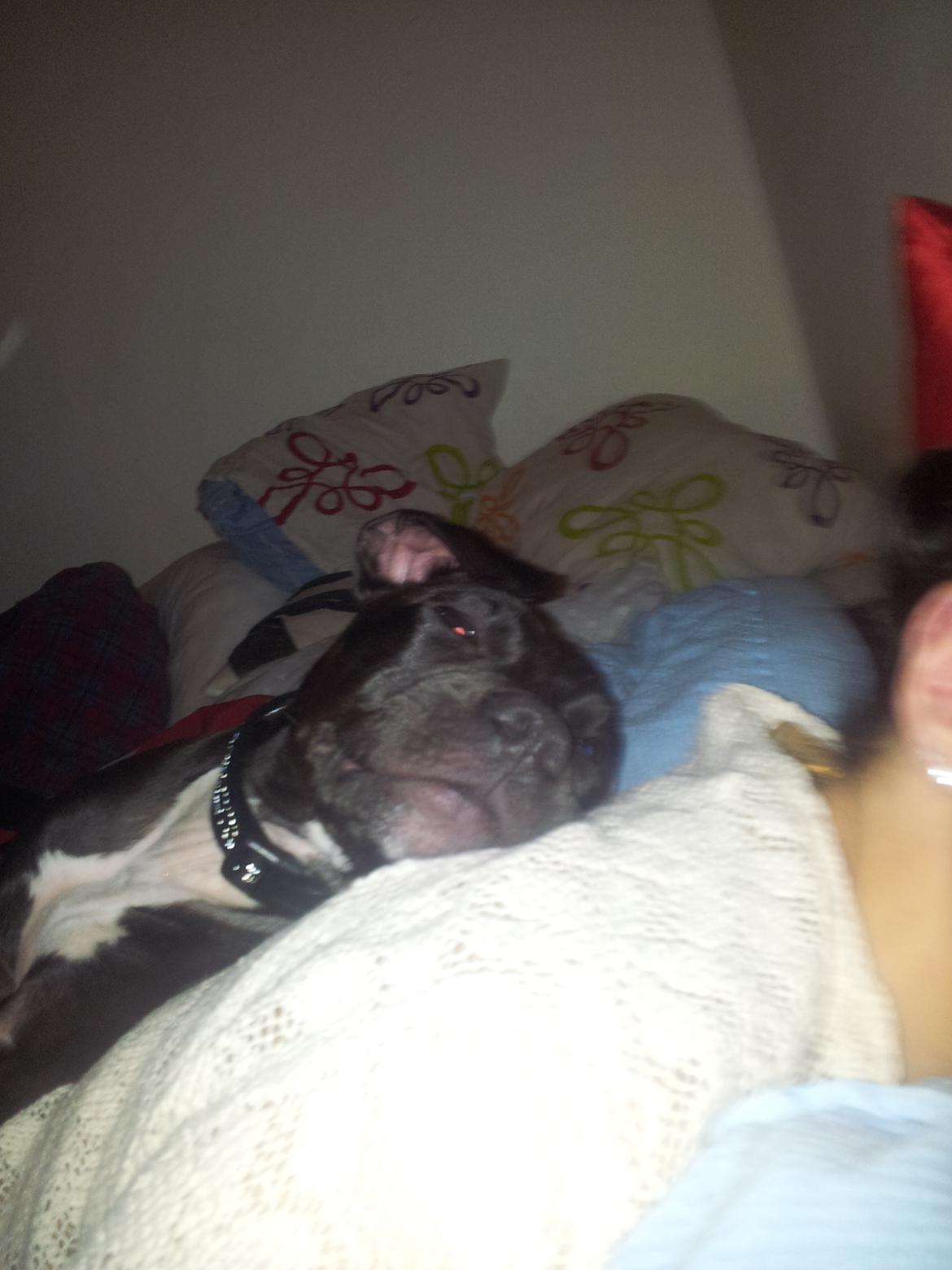 Staffordshire bull terrier Tyson solg t (min venindes) billede 7