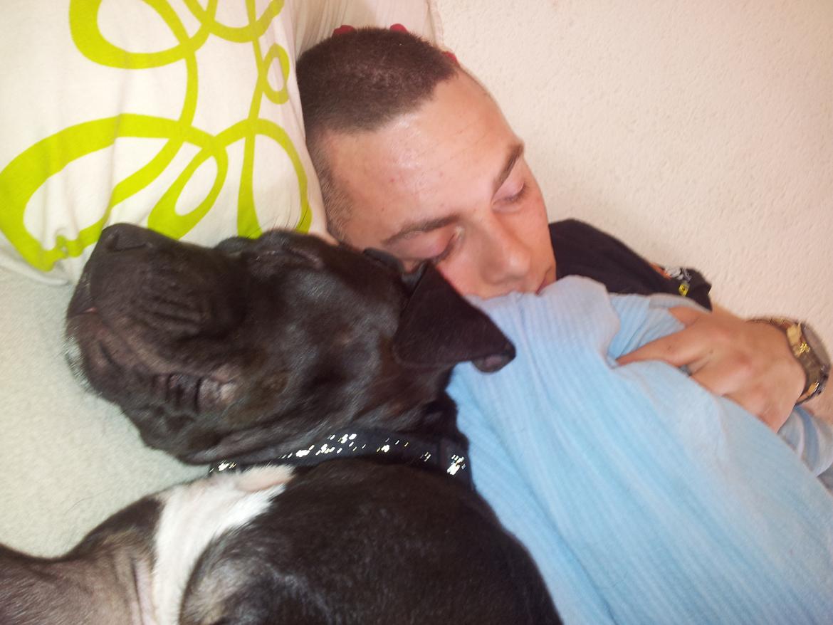 Staffordshire bull terrier Tyson solg t (min venindes) billede 13