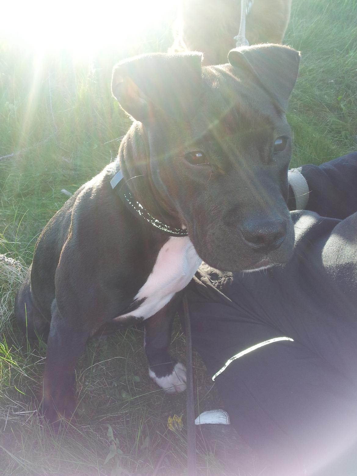 Staffordshire bull terrier Tyson solg t (min venindes) billede 3