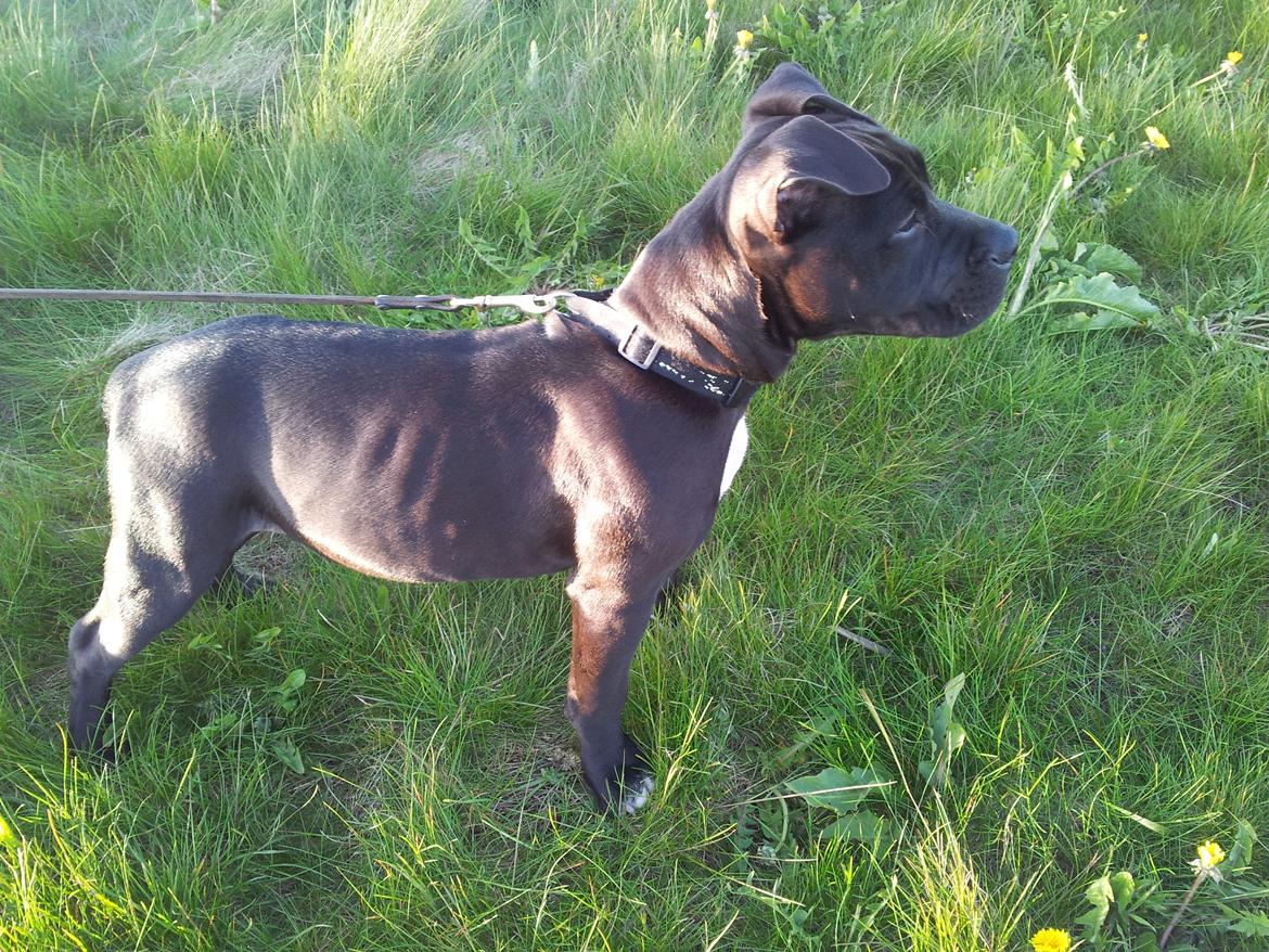 Staffordshire bull terrier Tyson solg t (min venindes) billede 14