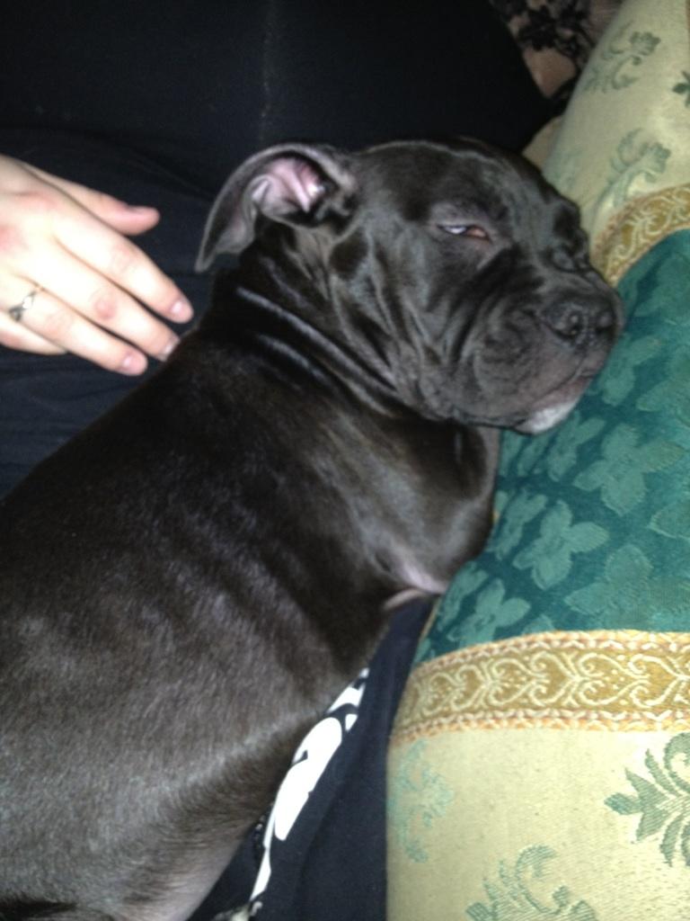 Staffordshire bull terrier Tyson solg t (min venindes) billede 15