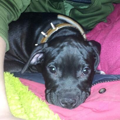 Staffordshire bull terrier Tyson solg t (min venindes) billede 16