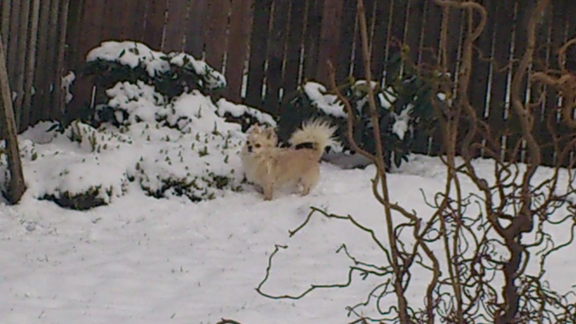 Chihuahua Timon Valentino billede 6