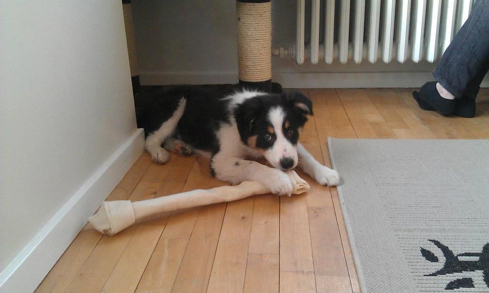 Border collie Kiwi - Kiwi med hans kæmpe kødben :D Det tog lidt tid før han kom igennem det :P billede 1