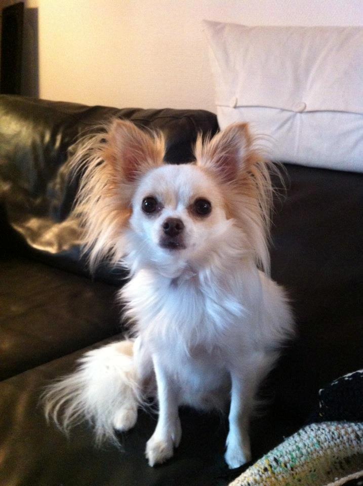 Chihuahua Bonnabell's Amor (Charlie) - Charlie :) billede 1