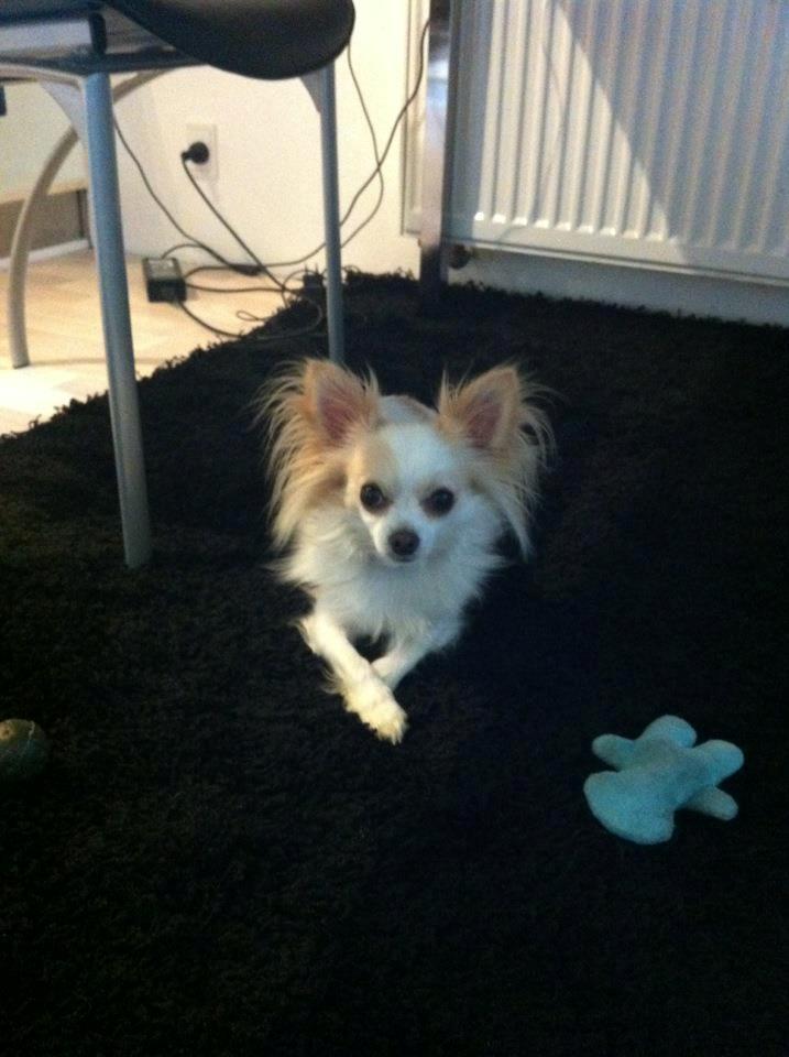 Chihuahua Bonnabell's Amor (Charlie) billede 3