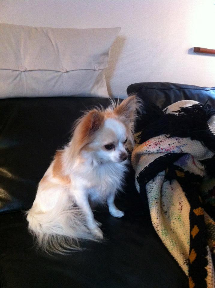 Chihuahua Bonnabell's Amor (Charlie) billede 4