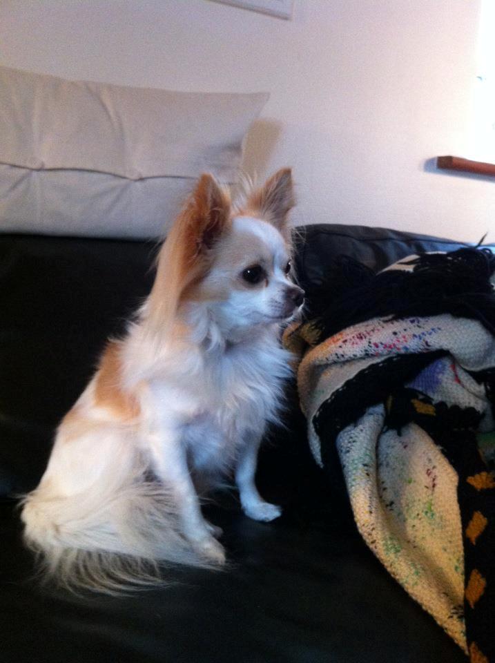 Chihuahua Bonnabell's Amor (Charlie) billede 5