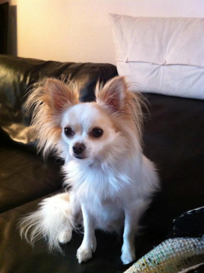 Chihuahua Bonnabell's Amor (Charlie) billede 6