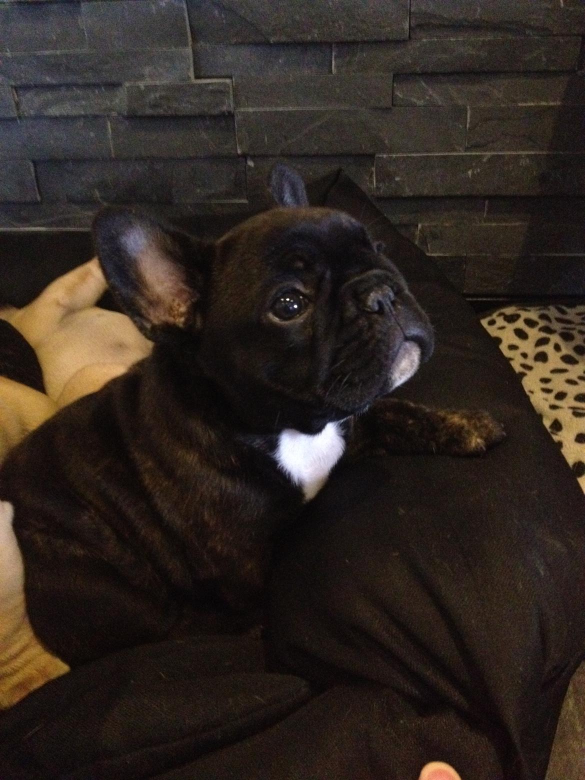 Fransk bulldog Balder billede 15