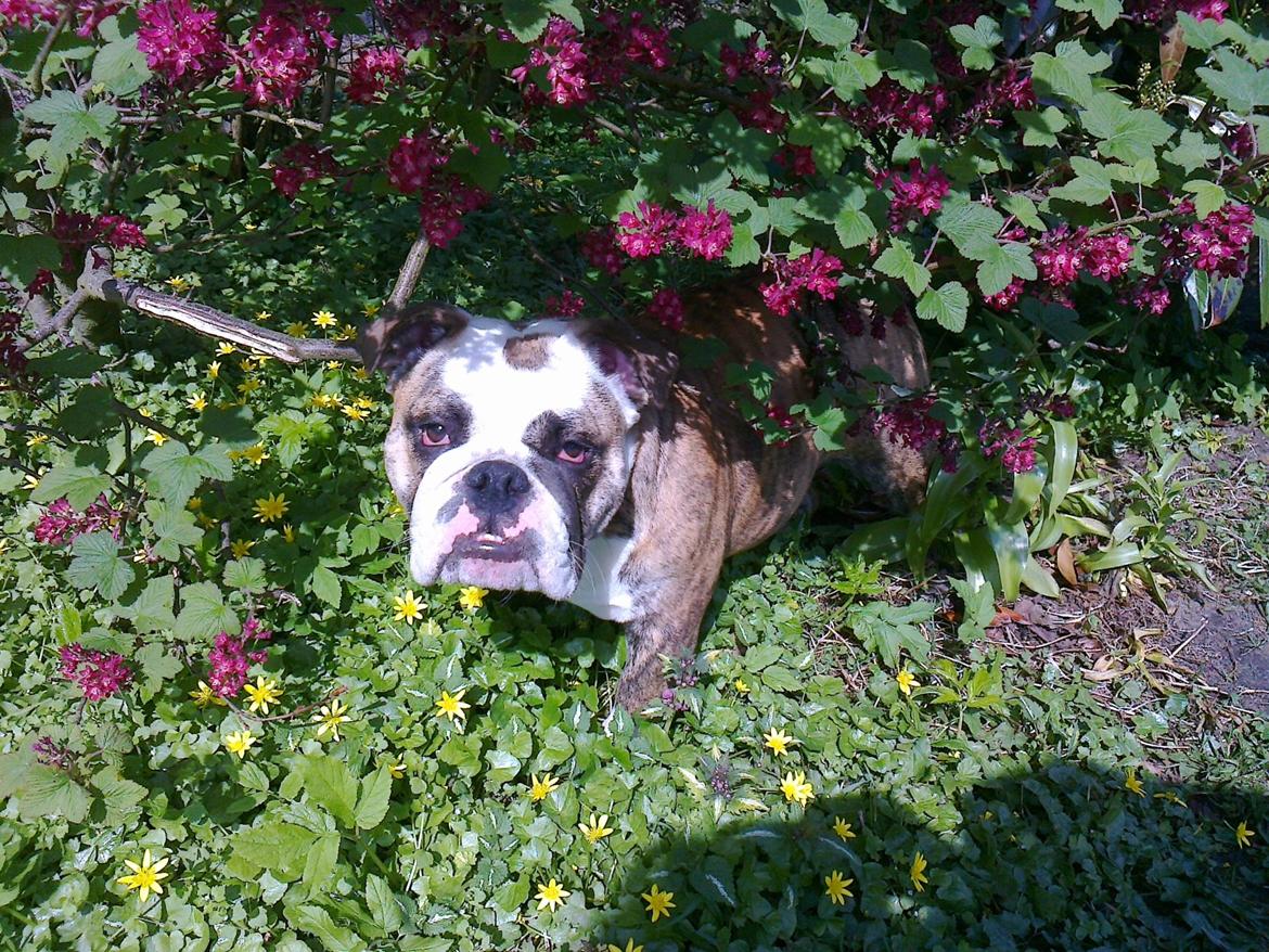 Engelsk bulldog Aurora "Fru. Flemming" - ca 7mdr:) billede 13