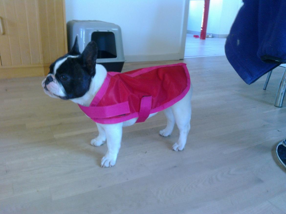 Fransk bulldog Fanta - mit nye dækken som er lavet kun til mig:) billede 8