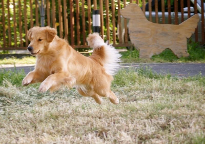 Golden retriever Leongolden Cha Cha Cha - 11-05-12 billede 8