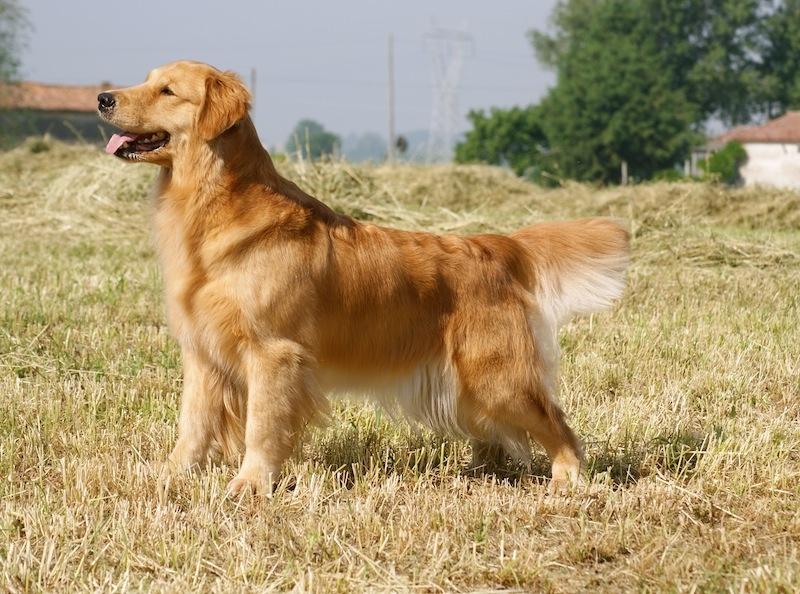 Golden retriever Leongolden Cha Cha Cha - Cha Cha knap 2 år gammel

11-05-12 billede 7