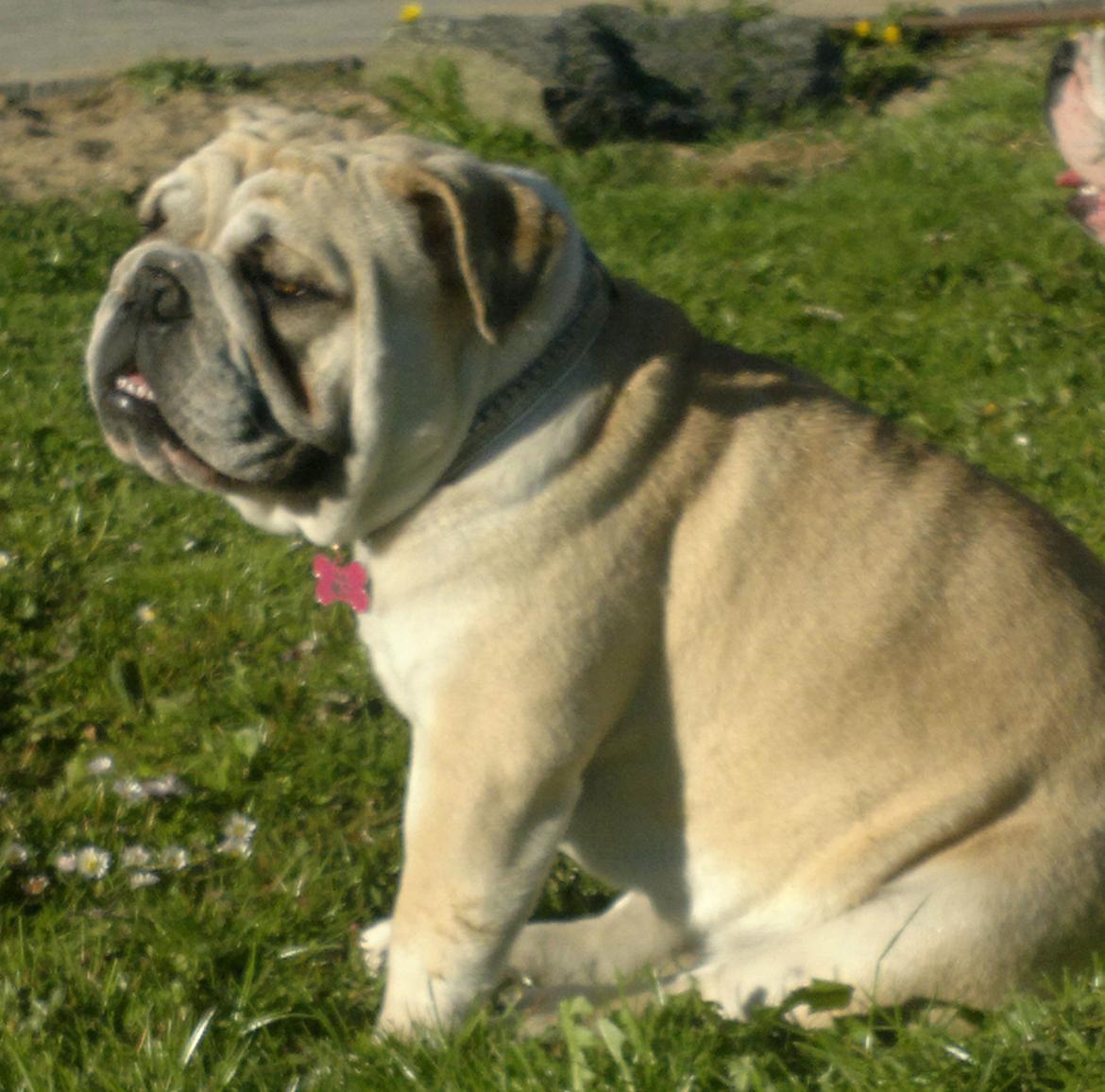 Engelsk bulldog Ronja  billede 10