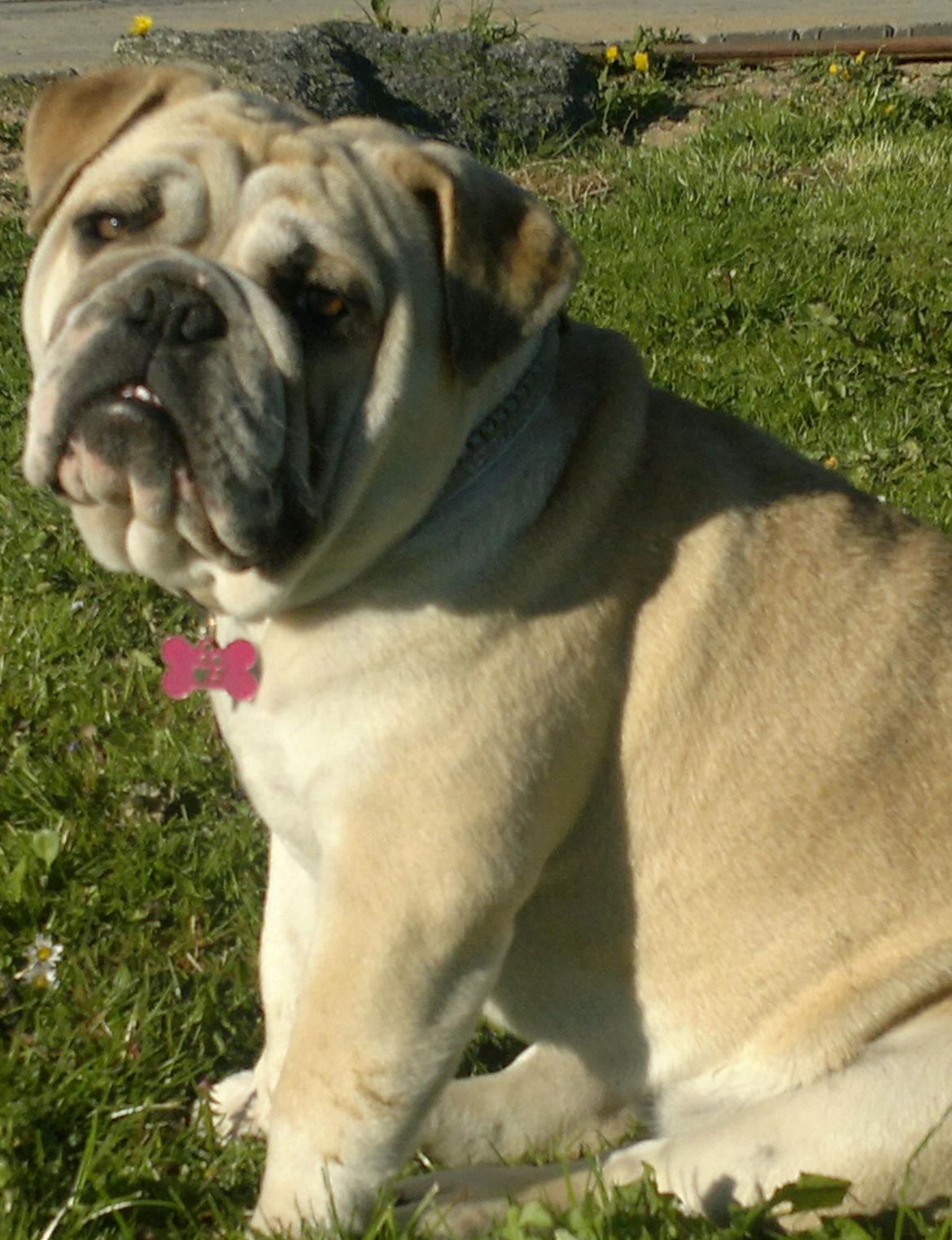 Engelsk bulldog Ronja  billede 11