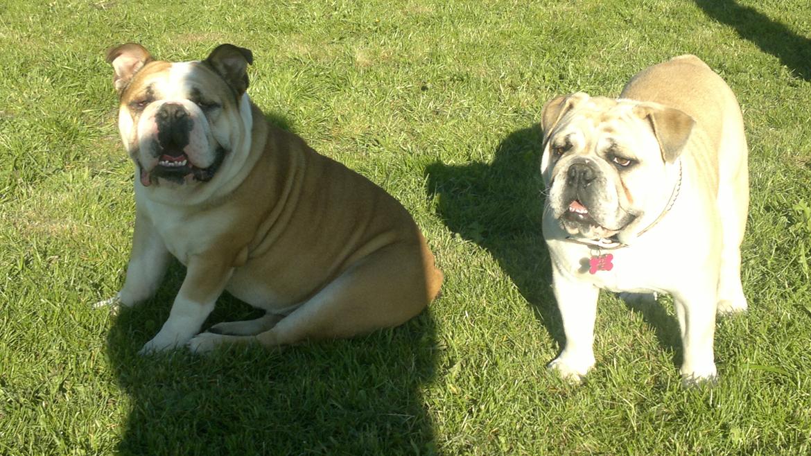 Engelsk bulldog Ronja  - Min Kæreste og jeg billede 12