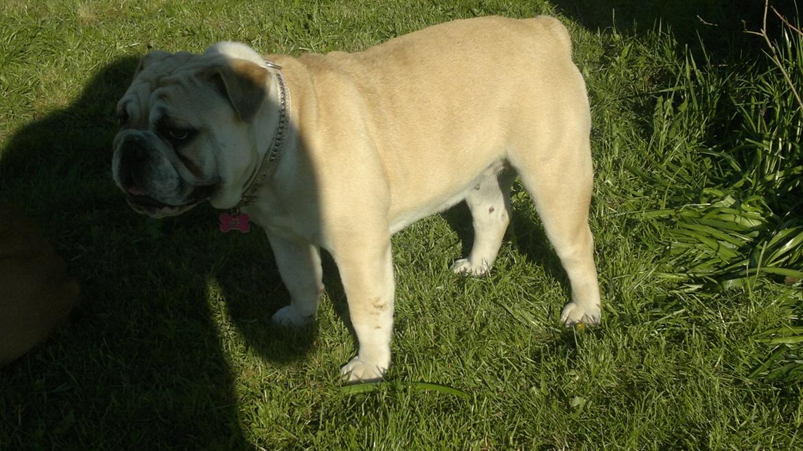 Engelsk bulldog Ronja  billede 13