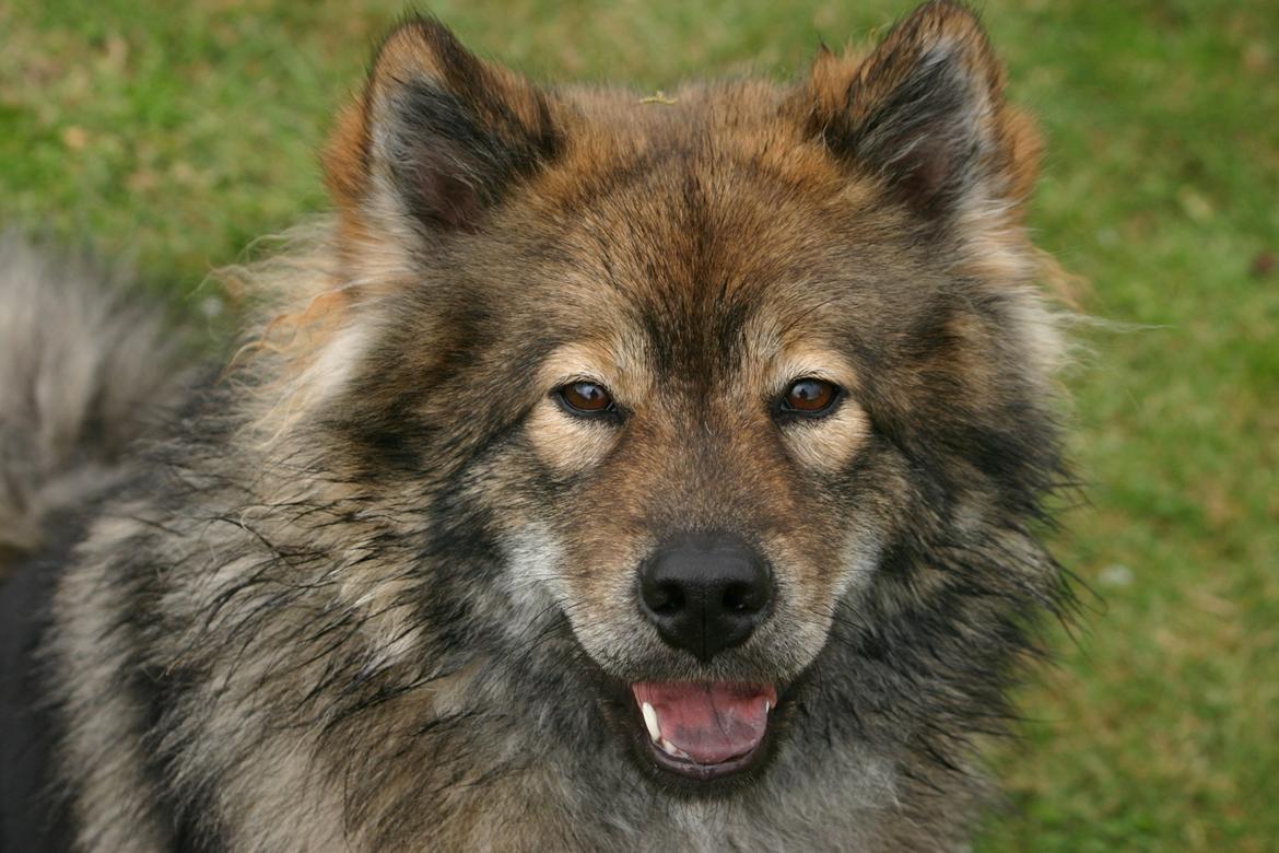 Eurasier Skovagergaards Dorthea - Mit smukke fjæs billede 16