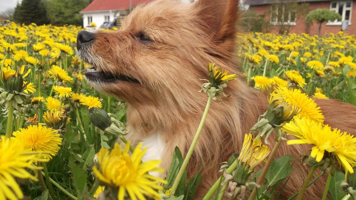 Blanding af racer Sunja billede 20