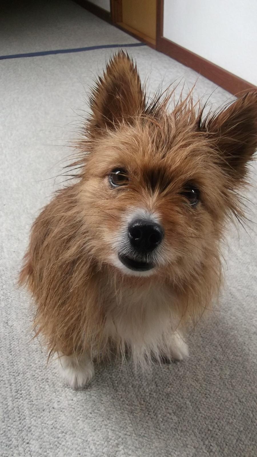 Blanding af racer Sunja billede 15