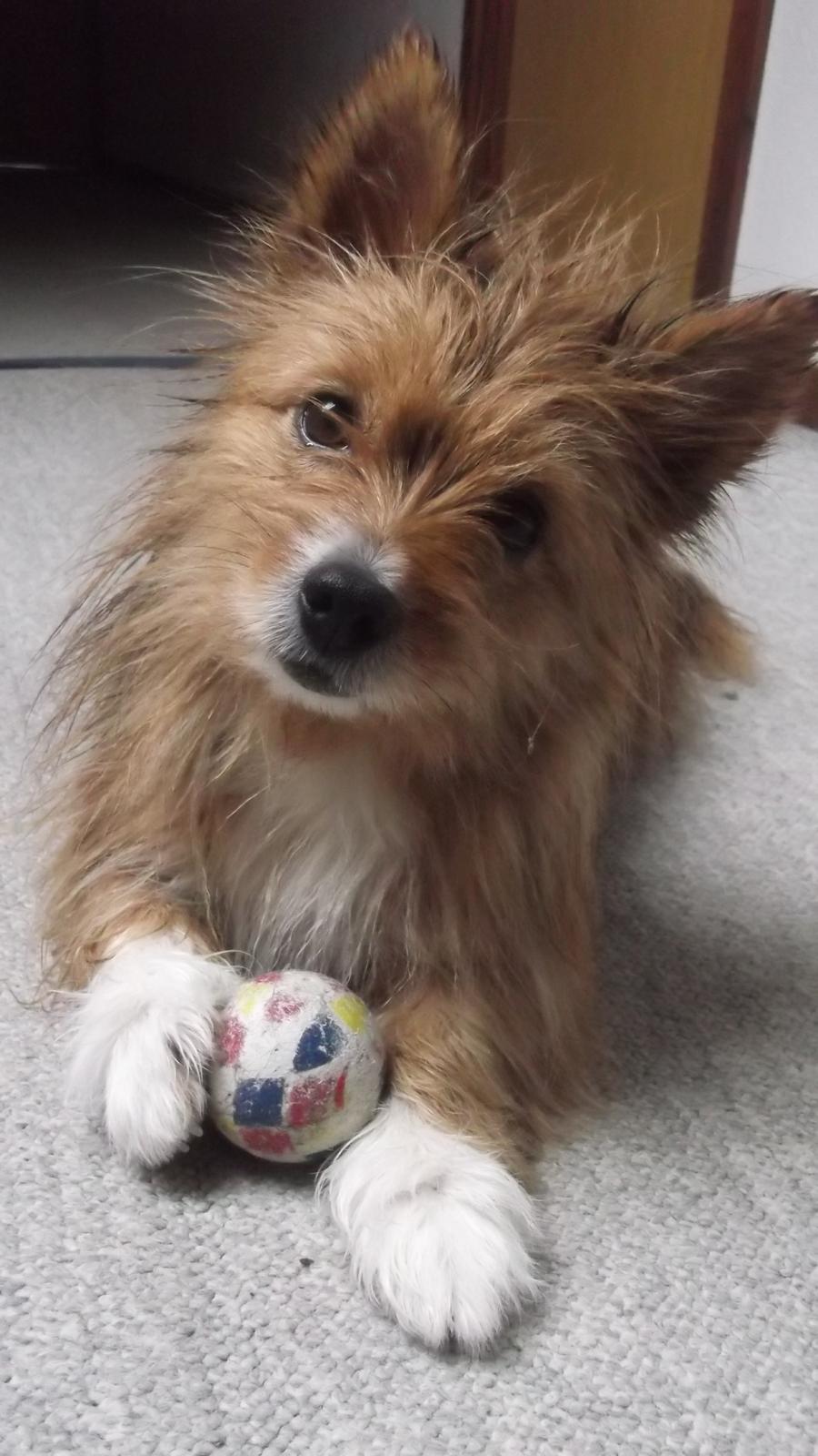 Blanding af racer Sunja billede 9