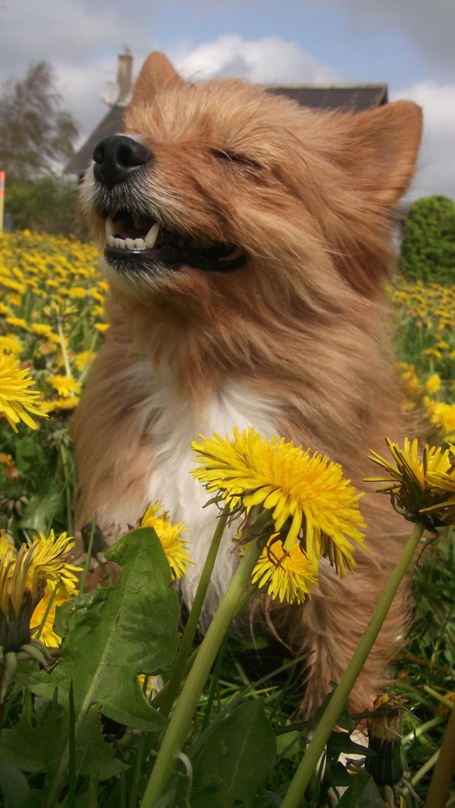 Blanding af racer Sunja billede 1