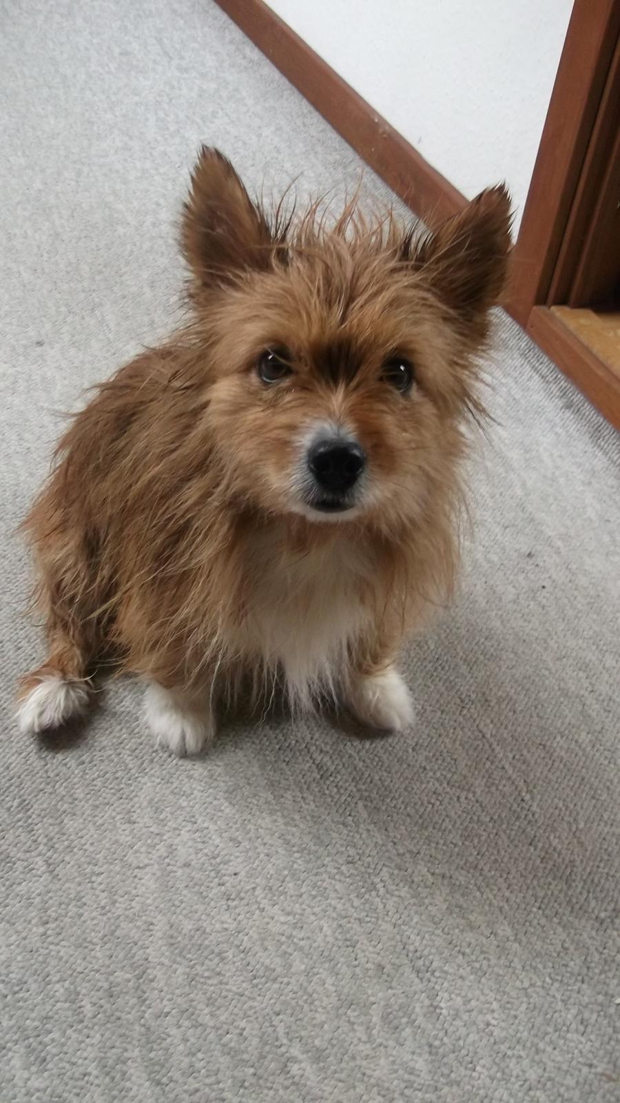 Blanding af racer Sunja billede 19