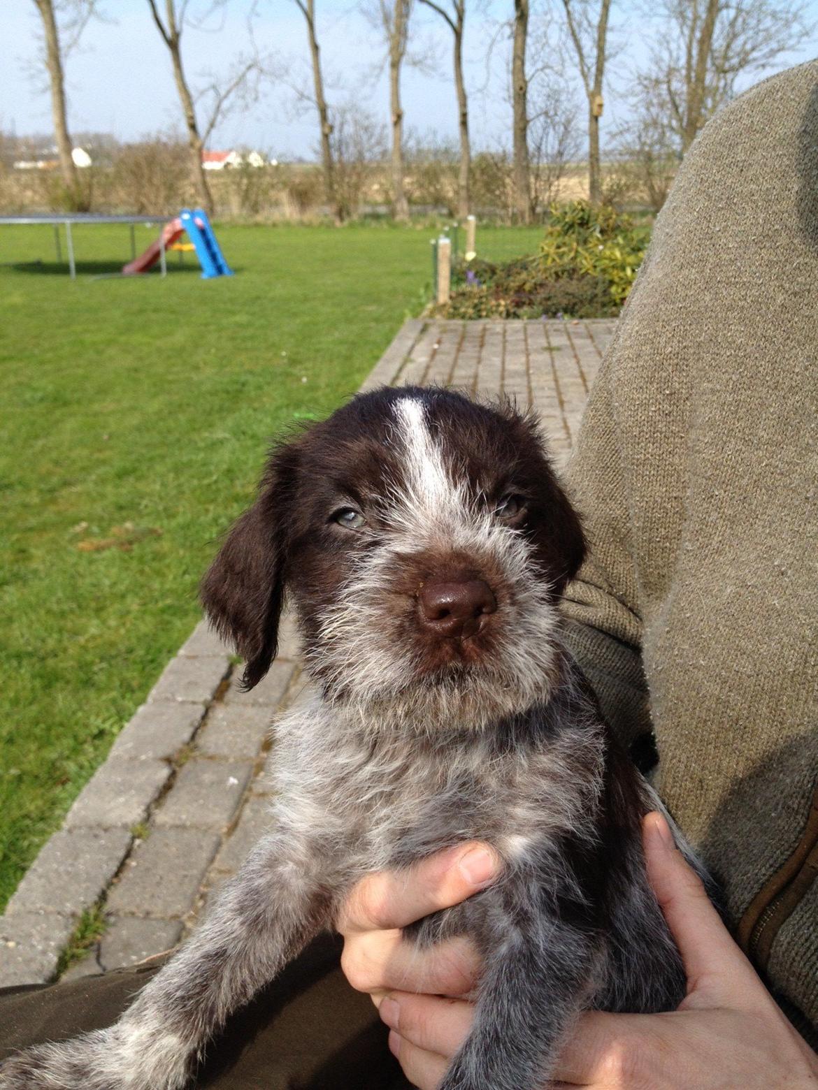 Ruhåret hønsehund Kærholt Vincent (Cody) - Cody 6 uger. billede 2