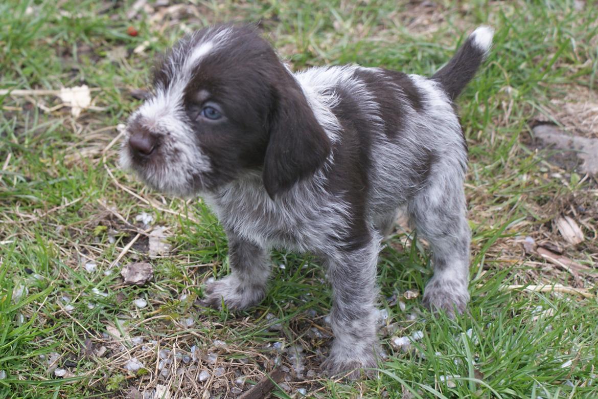 Ruhåret hønsehund Kærholt Vincent (Cody) - Cody 4 uger. billede 3