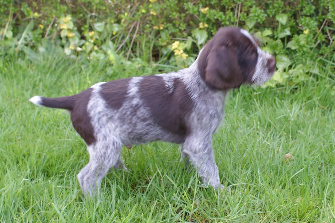 Ruhåret hønsehund Kærholt Vincent (Cody) billede 4