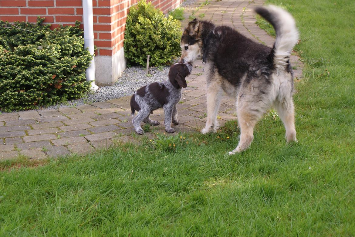 Ruhåret hønsehund Kærholt Vincent (Cody) - Cody møder Lucky. billede 5