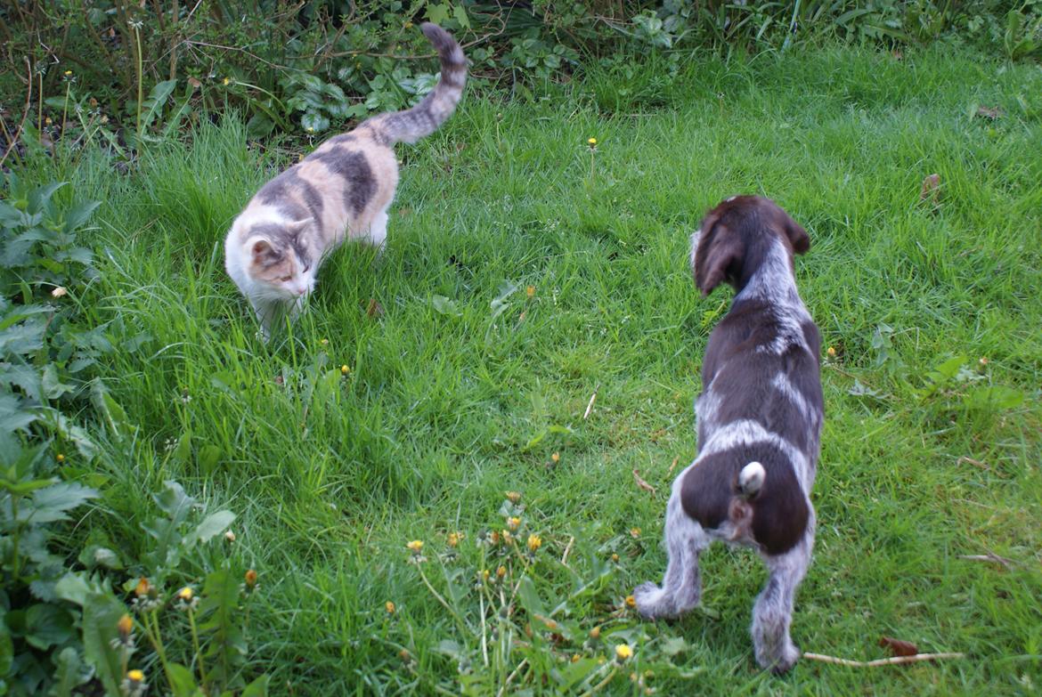 Ruhåret hønsehund Kærholt Vincent (Cody) - 8 uger og 3 dage. billede 6