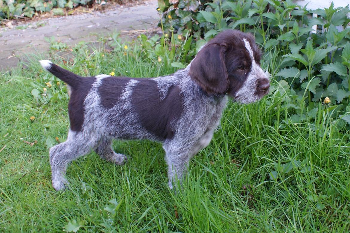 Ruhåret hønsehund Kærholt Vincent (Cody) - Hans "første stand" for kat. billede 7