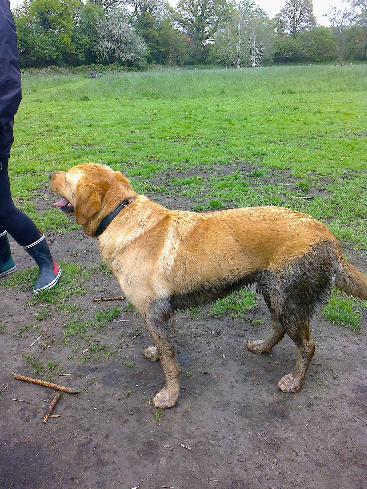 Labrador retriever Bamse - bamse efter en tur i hundeskoven... fik lige en tur med have slangen da vi kom hjem billede 15