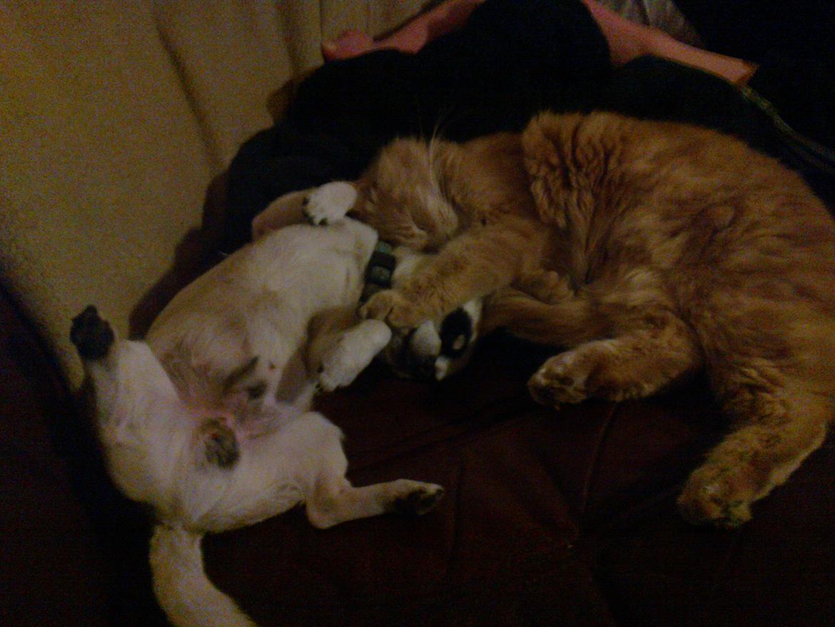 Chihuahua Bobo - Så hyggeligt at putte med katten billede 16