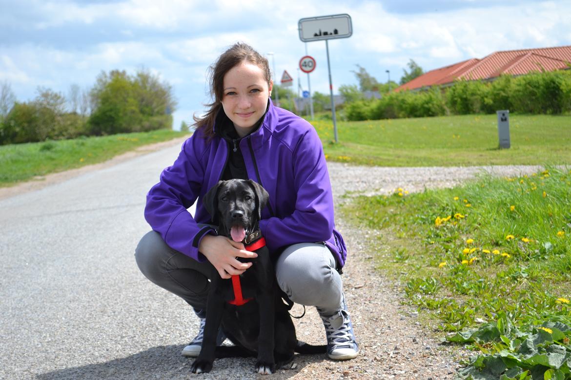 Blanding af racer Bell (labrador/boxer) - Bell og jeg ude og gå en dejlig tur :-)
12 uger. billede 6