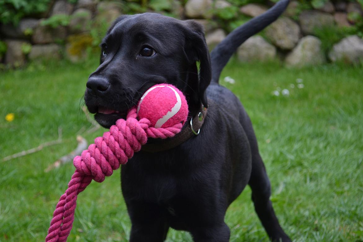 Blanding af racer Bell (labrador/boxer) - 12 uger. billede 7