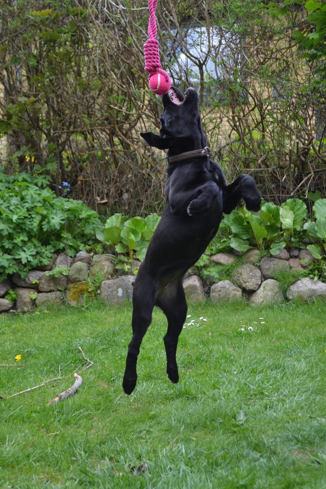 Blanding af racer Bell (labrador/boxer) - 12 uger. billede 8