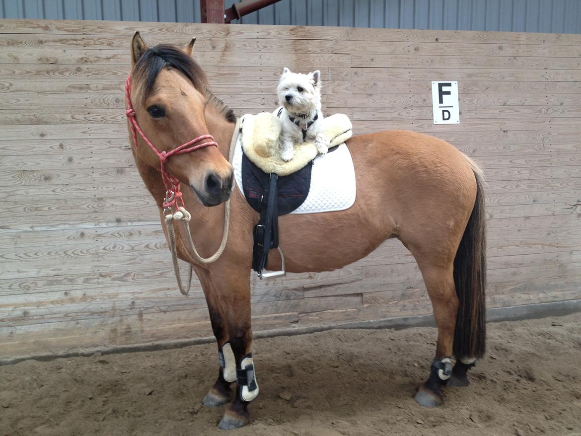 West highland white terrier Buller - Velkommen til min dejlige hund profil :-)
- Her ses han med min pony også! billede 1