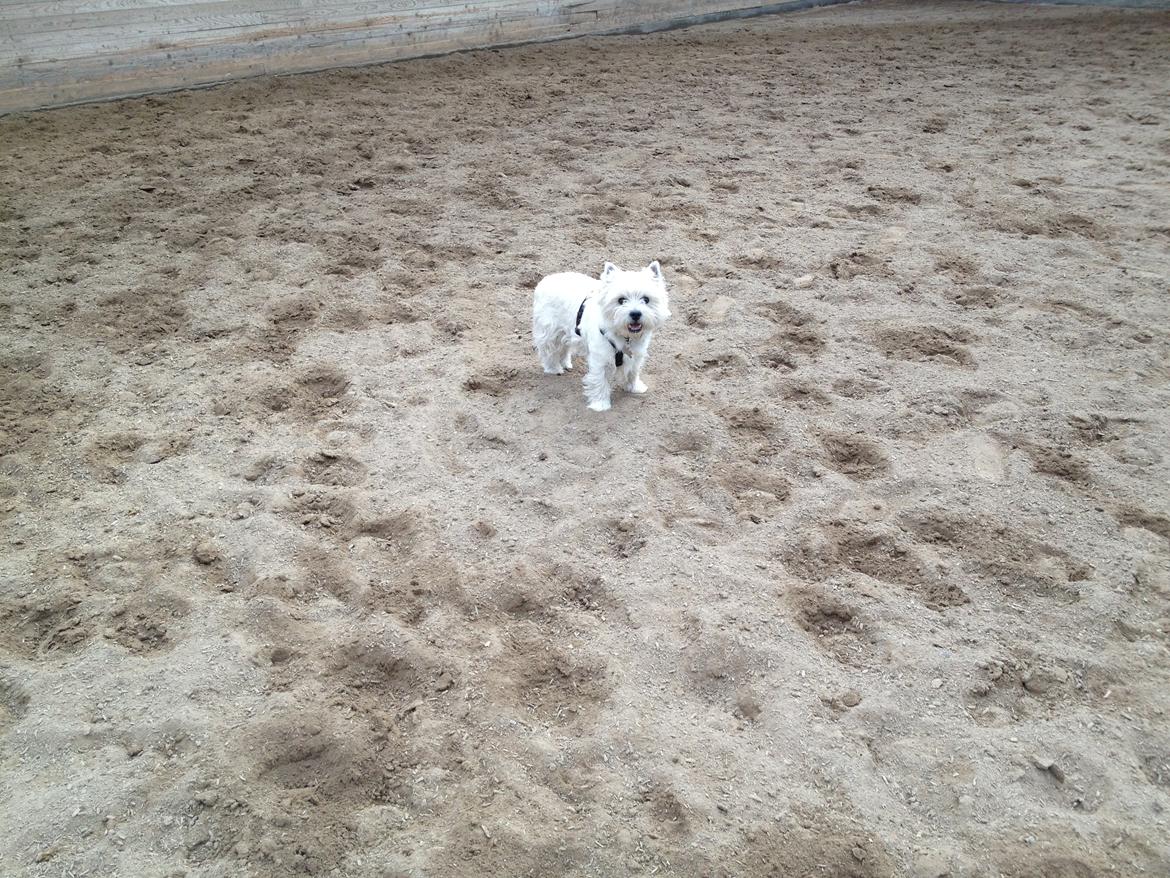 West highland white terrier Buller billede 7