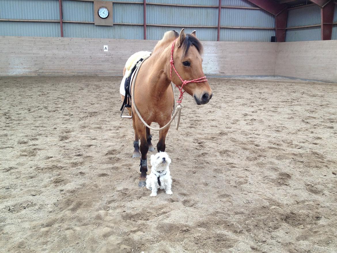 West highland white terrier Buller billede 8